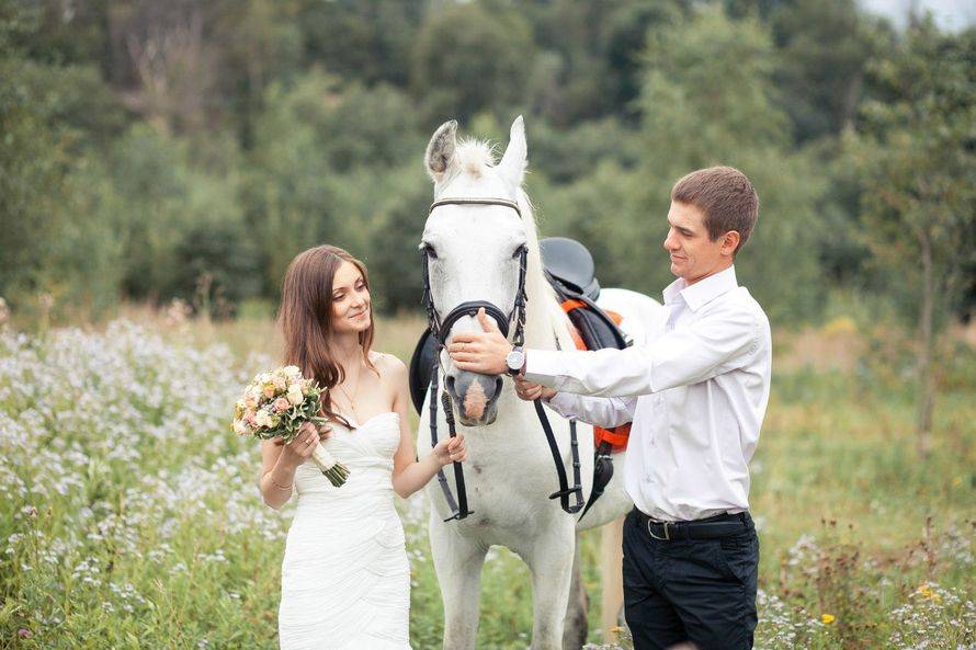 ᐉ как сделать красивые свадебные фото с лошадьми и собаками – идеи для фотосессии - ➡ danilov-studio.ru